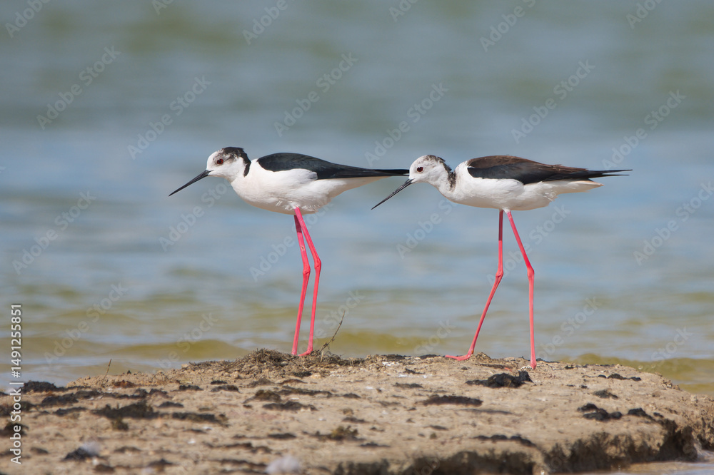Obraz premium Uzunbacak » Black-winged Stilt » Himantopus himantopus