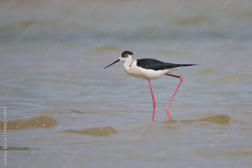 Uzunbacak » Black-winged Stilt » Himantopus himantopus Uzunbacak » Black-winged Stilt » Himantopus himantopus