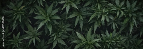 Dark green cannabis leaves, intricate pattern,  nature,  photography,  plant structure