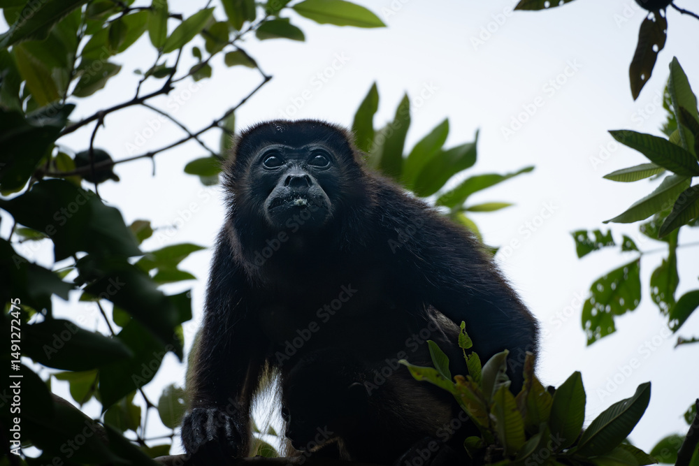 Obraz premium close up howler monkey