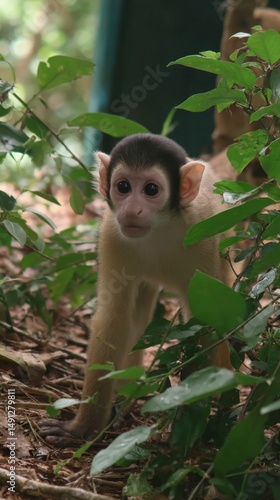 Young Monkey in Lush Foliage