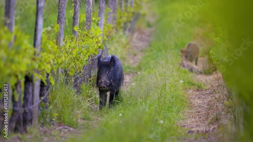 Wild boar (sus scrofa ferus) flees in forest in winter. Wildlife and natural habitat