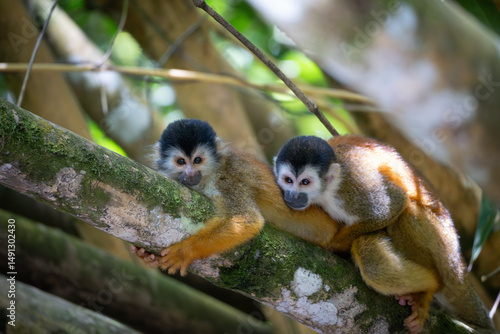 Photography two squirrel monkeys having sex