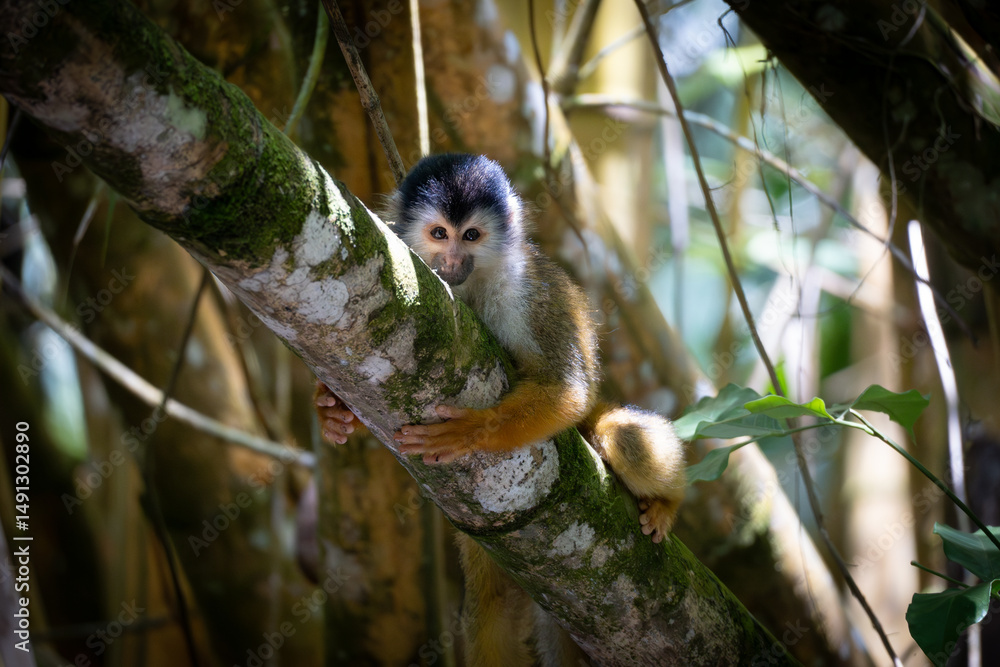 Obraz premium squirrel monkey hugging a tree