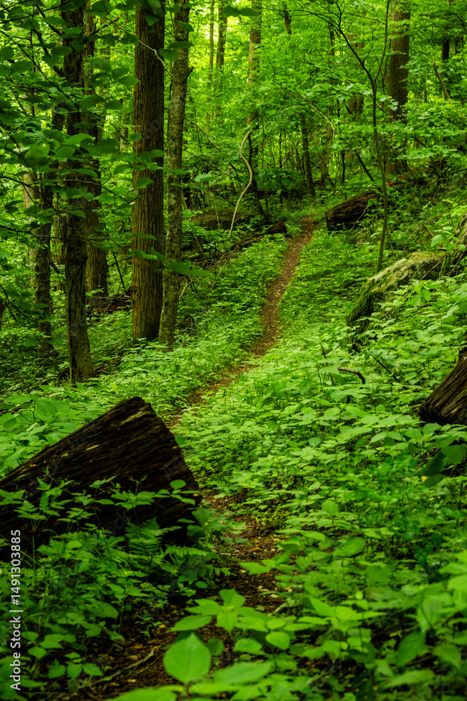 Obraz premium Green Foliage Lines Trail Climbing Uphill in Shenandoah