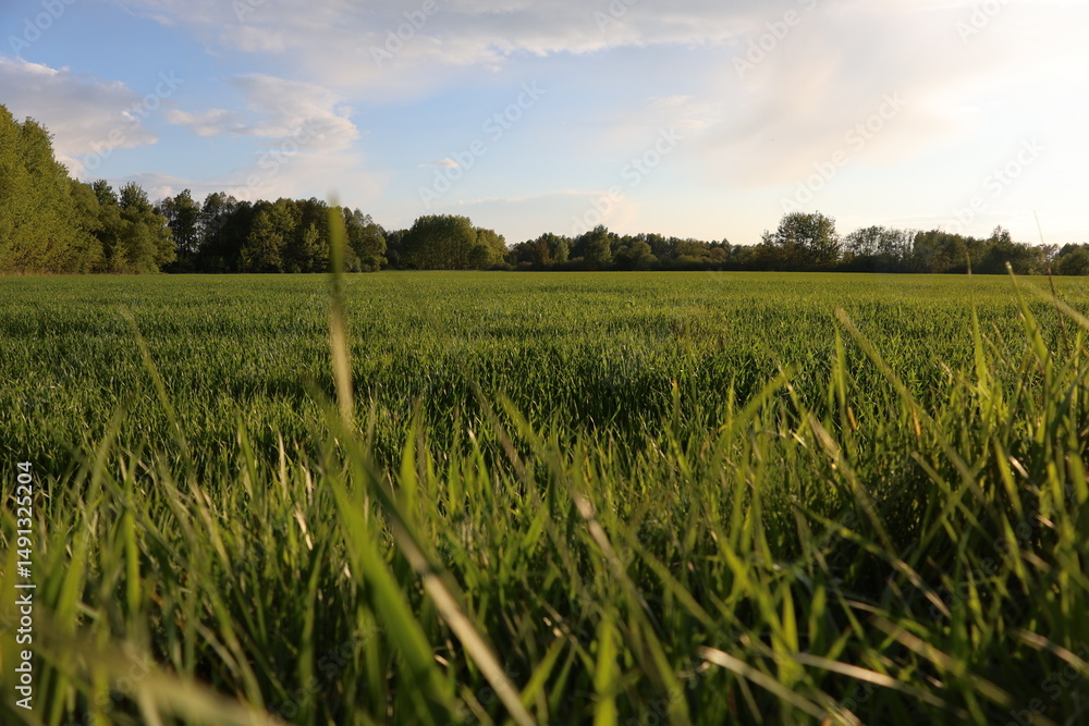 Fototapeta premium A picturesque green field bathed in the warm golden light of the setting sun