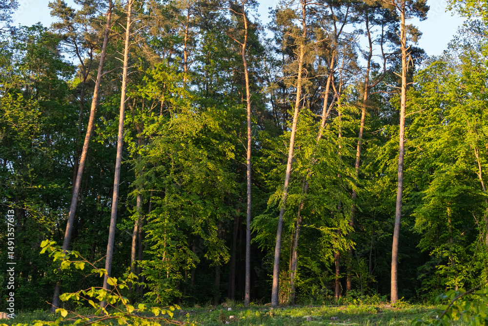 Obraz premium A forest with tall trees and a bright sun shining through the leaves