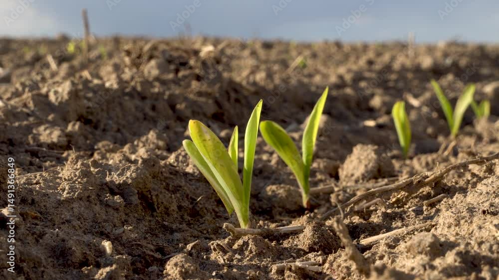 Young Corn Plants Emerging in a Field After Sowing Seeds at the Start of Growing Season Young Corn Plants Emerging in a Field After Sowing Seeds at the Start of Growing Season