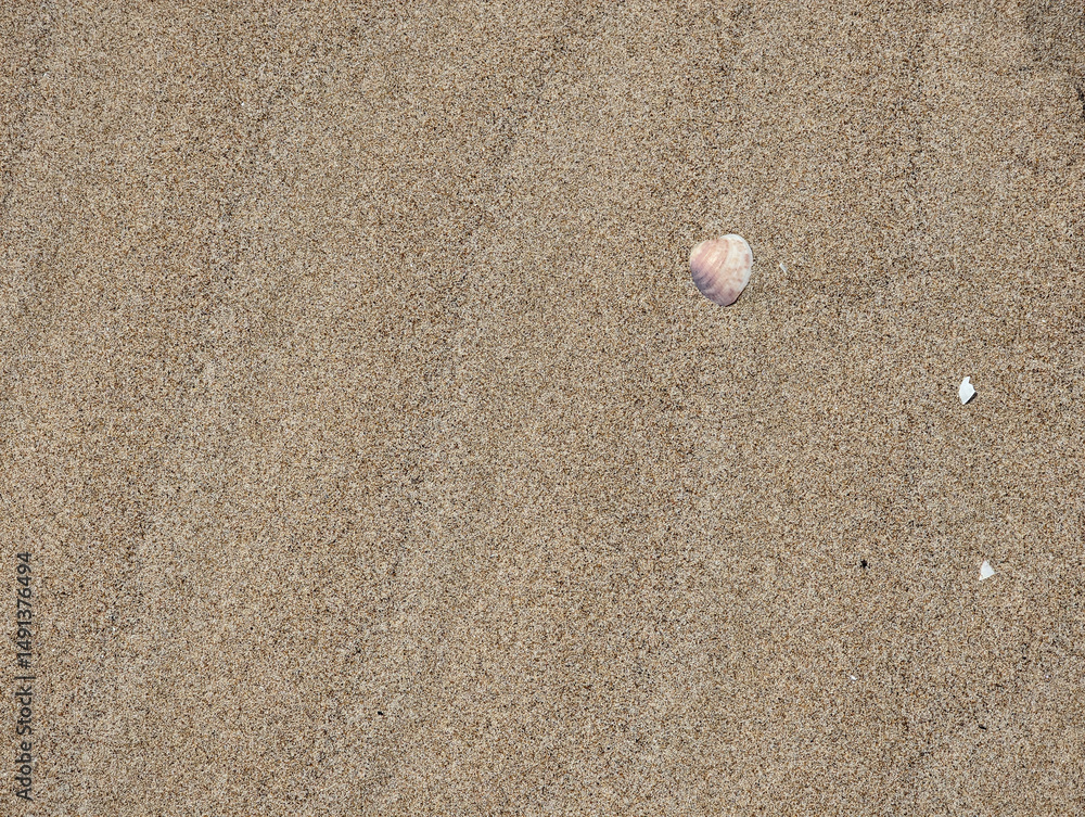 Smooth small purple shell on damp textured rippled Mediterranean beige beach sand with ripples, shadows, natural texture pattern, sunlit surface in Valencia, Spain. Summer background wallpaper. Smooth small purple shell on damp textured rippled Mediterranean beige beach sand with ripples, shadows, natural texture pattern, sunlit surface in Valencia, Spain. Summer background wallpaper.