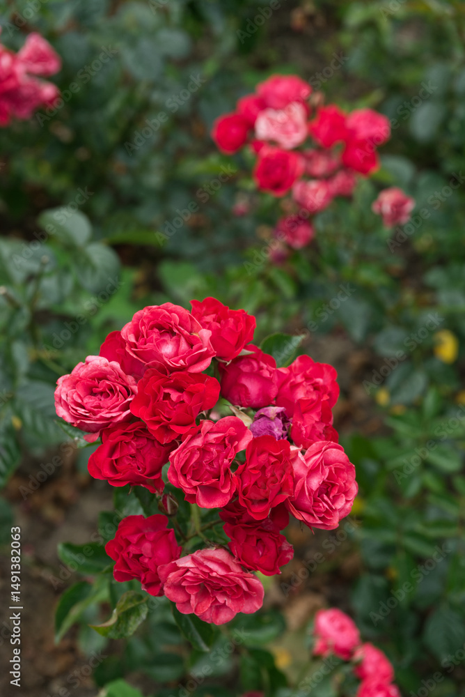 Coral-red semi-double cluster roses Coral-red semi-double cluster roses