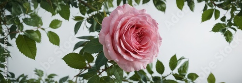 Single pink rose and vibrant green leaves create a natural frame , wedding, decoration