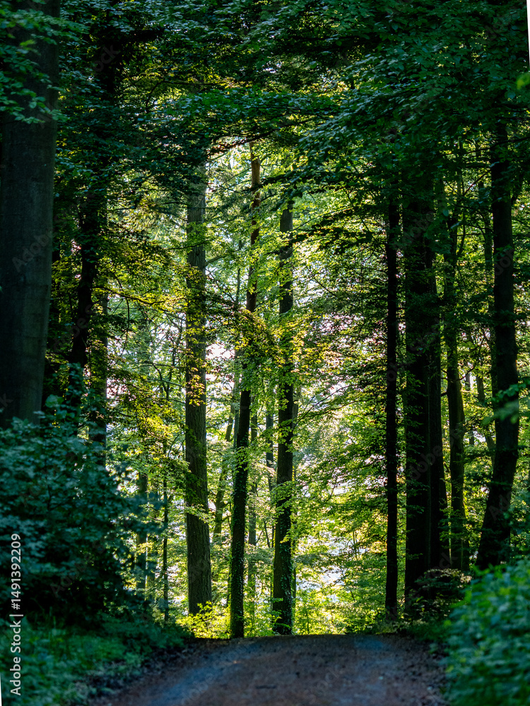 Obraz premium Sonne im Mischwald