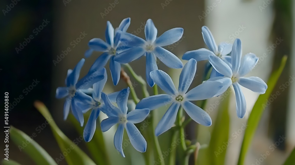 Fototapeta premium Closeup Blue Flowers Spring Bloom Botanical Photography