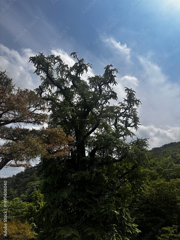 Obraz premium 나무