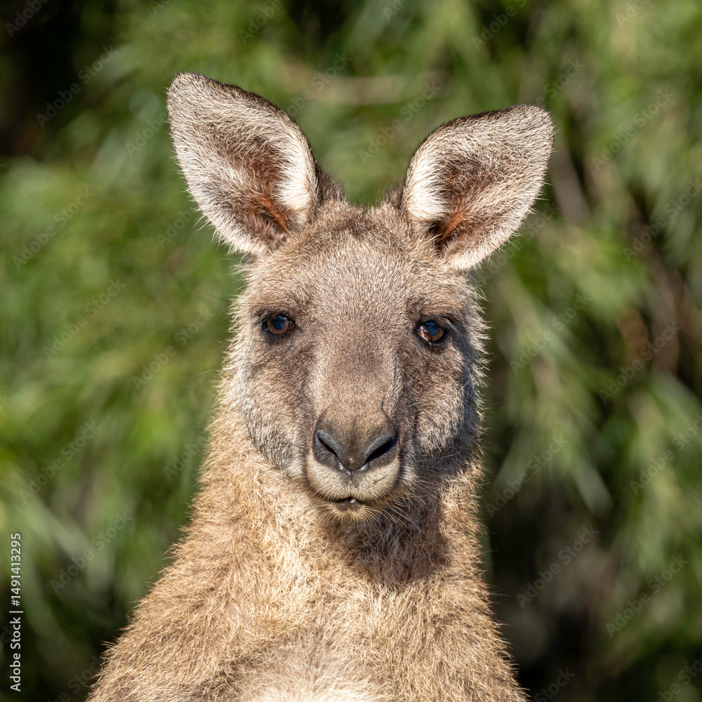 Fototapeta premium Eastern Grey kangaroo (Macropus giganteus) head shot, Canberra, ACT, March 2025
