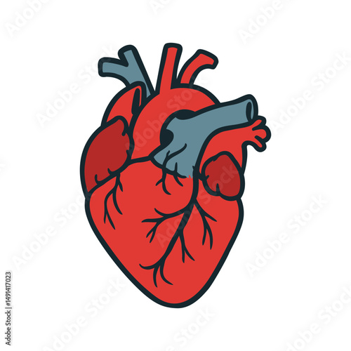 Flat Vector Illustration of a Human Anatomical Heart
