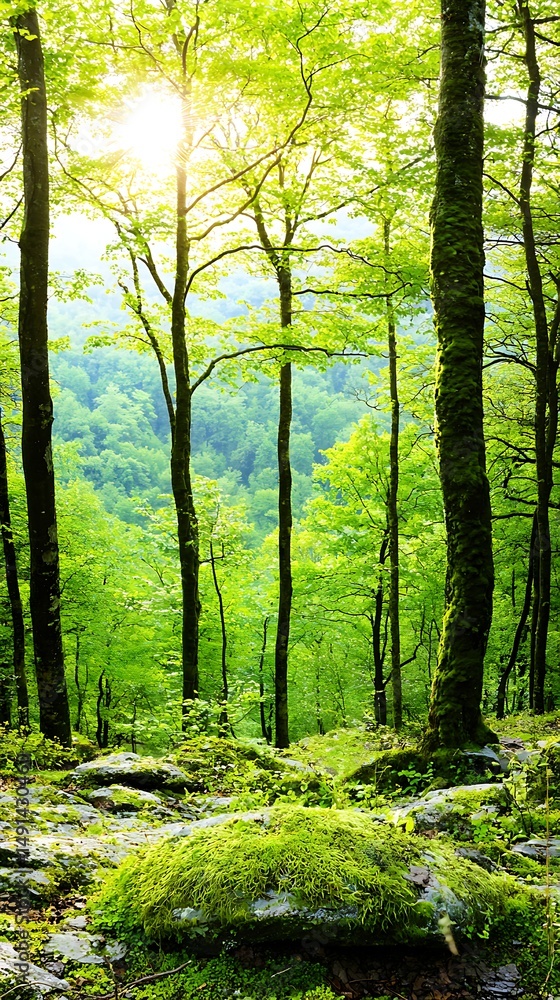 Obraz premium Lush forest scene with sunlight