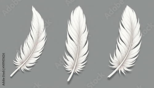 feather isolated on white
