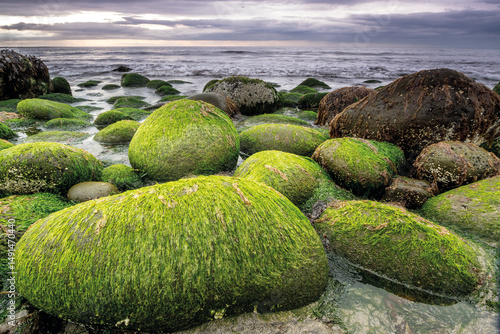 Green algae-covered stones on coastal shore during low tide with ocean and cloudy sky in background