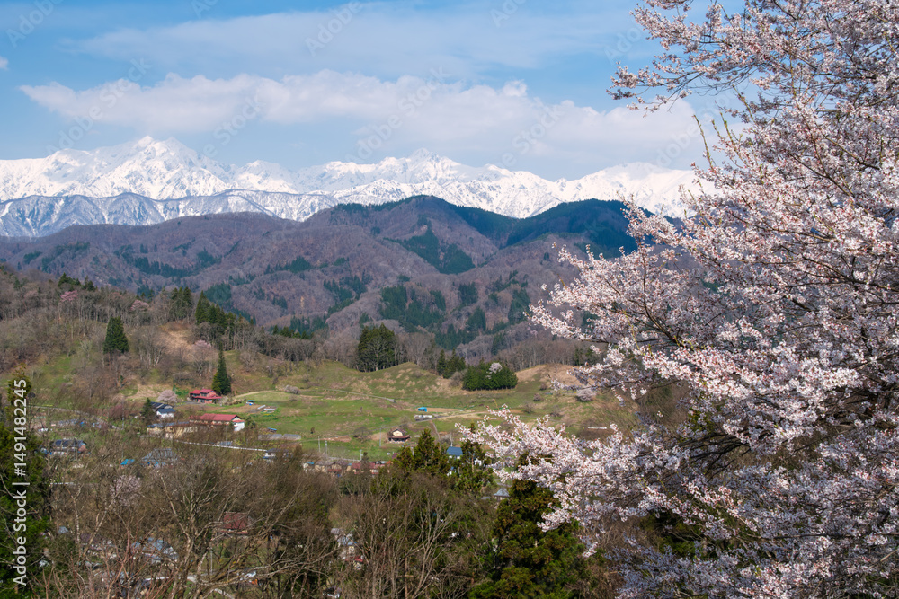 Fototapeta premium 桜と鹿島槍ヶ岳
