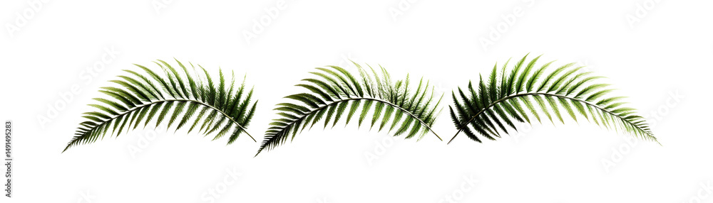 Naklejka premium Long leafy palm fronds with detailed green foliage arranged in a straight line against a plain white background perfect for nature and tropical design themes