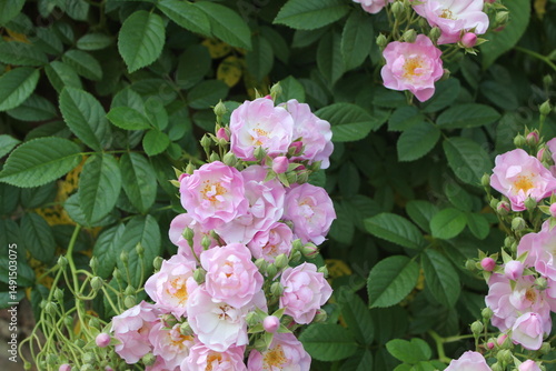 庭に咲く薄いピンクのバラ
