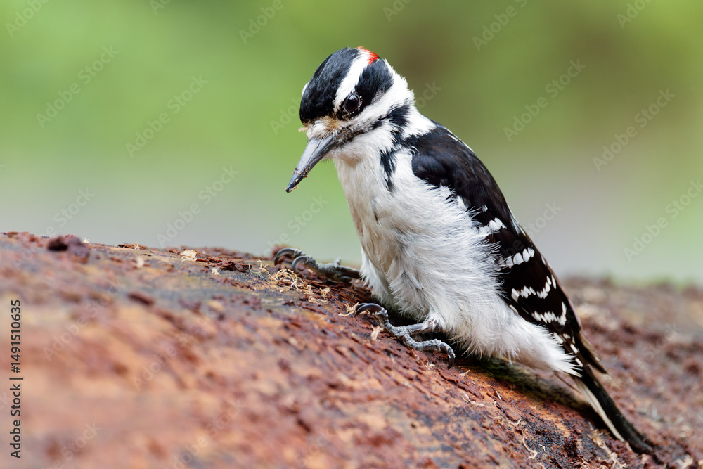 Obraz premium Male Hairy Woodpecker - Leuconotopicus villosus with Black and White Plumage Foraging for Insects in a Natural Habitat