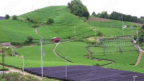和束の茶畑 宇治茶 和束茶