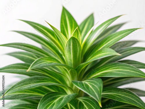 close up of a plant. leaf, plant, isolated, herb, leaves, tree, flower, white, fresh, branch, herbal, flora, botany, rosemary, food, macro, summer, spice, grass, garden, green, vector, palm, cactus, n