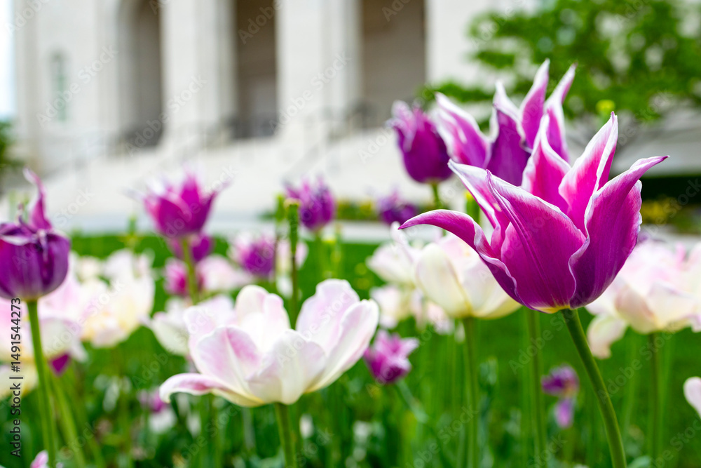 Obraz premium purple tulips in the garden