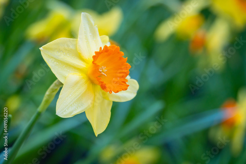 Wild yellow daffodil (Narcissus pseudonarcissus) blooming in spring meadow, closeup flower macro in natural light
