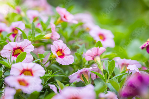Close-up of vibrant pink Calibrachoa blossoms in hanging planter