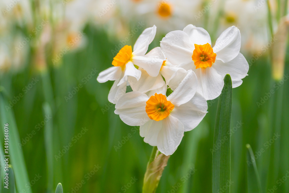 Beautiful daffodil flowers in natural garden setting, early spring bloom Beautiful daffodil flowers in natural garden setting, early spring bloom