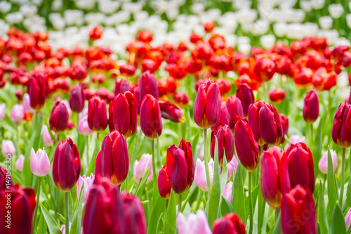 Bright red tulip flowers in full bloom, vibrant spring garden landscape with natural sunlight