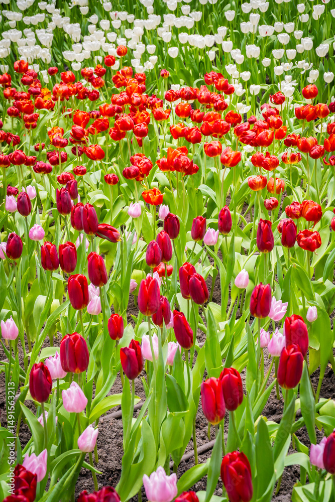 Fototapeta premium Bright red tulip flowers in full bloom, vibrant spring garden landscape with natural sunlight