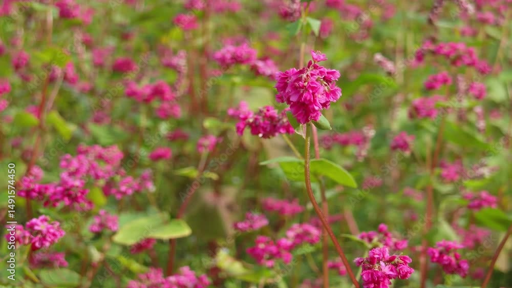 赤そばの花 4倍スローモーション 赤そばの花 4倍スローモーション