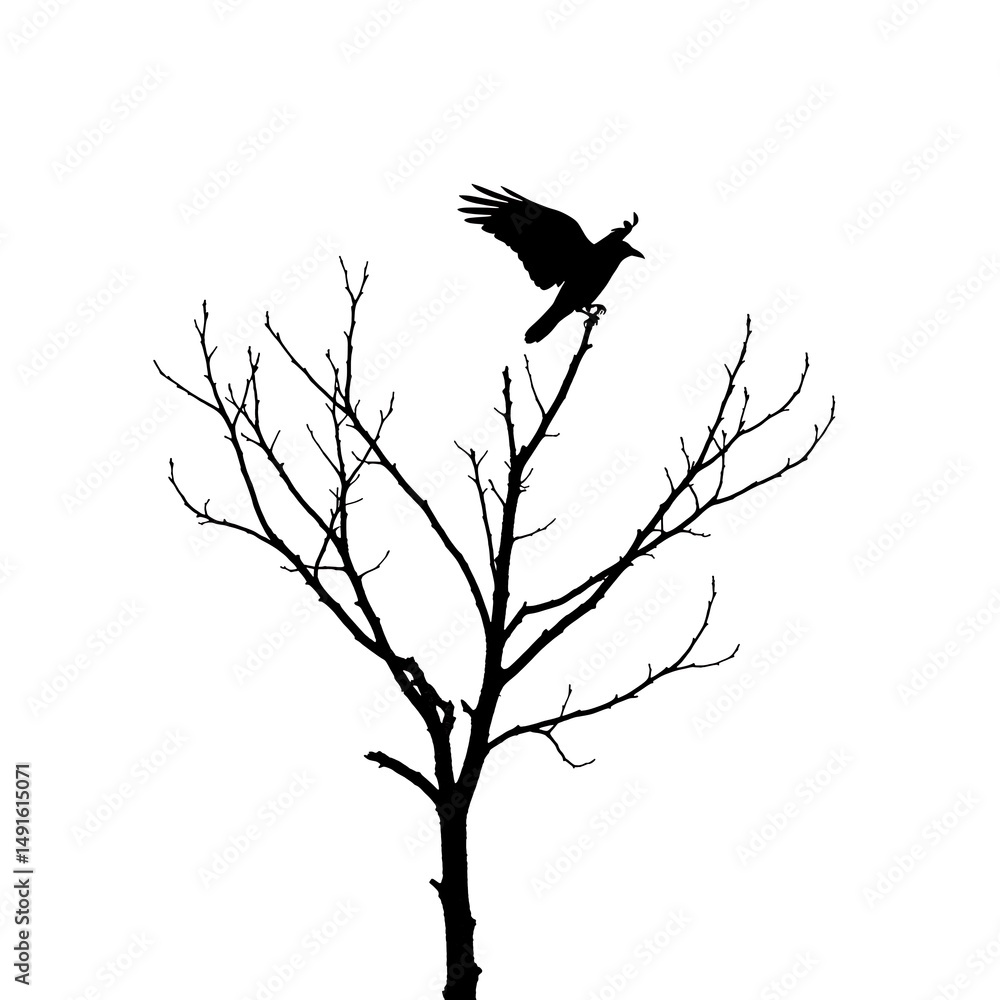 Obraz premium Raven's Takeoff.