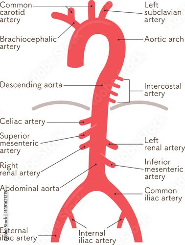 大動脈のイラスト・artery illustration