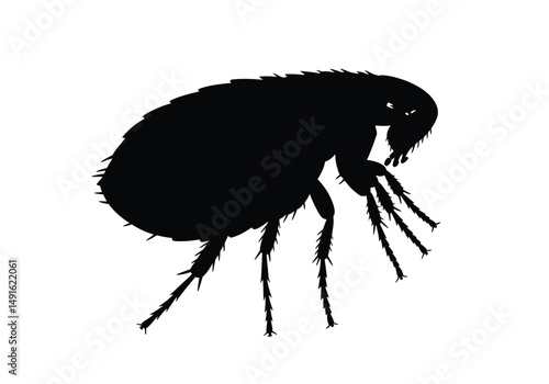 Flea silhouette. This image shows a black flea outline, a small jumping parasitic insect. Vector clipart illustration design.