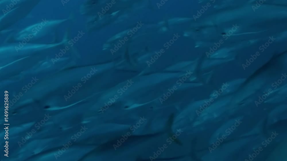 Sardine, shoal of small fishes in the deep sea Sardine, shoal of small fishes in the deep sea