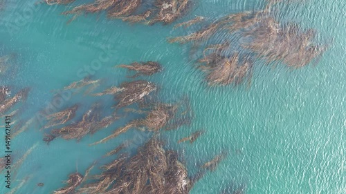 Aqua blue water texture with sargassum