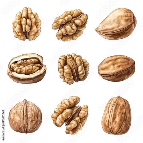 Walnuts in shell and shelled halves shown in a colorful arrangement