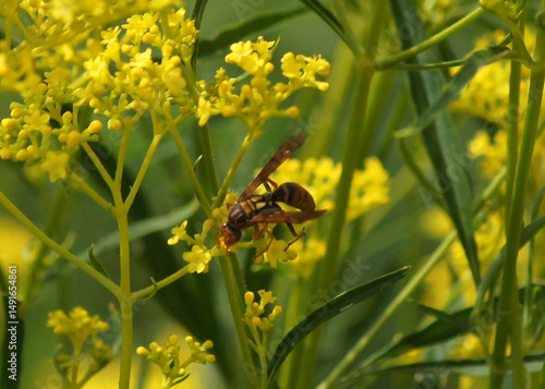 女郎花と訪花するヤマトアシナガバチ – 自然界の繊細な関係をとらえた一枚
Golden Lace Flower and Japanese Paper Wasp – A Subtle Scene of Interaction in Autumn Fields