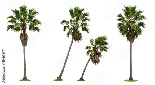 Palm Grove Symphony AI Generated