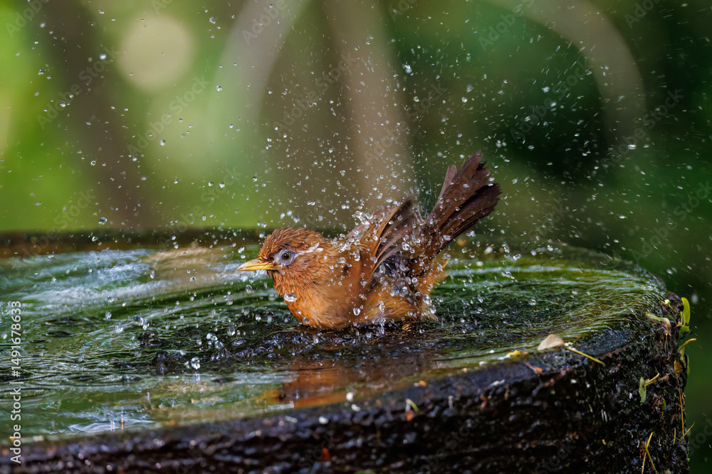 Obraz premium 水浴びする可愛いガビチョウ(チメドリ科) 英名学名:Hwamei (family comprising the plovers) 秦野駅近くにある弘法山公園は、浅間山、権現山、弘法山を含む神奈川県立の自然公園。 山頂には野鳥の観察施設「バードサンクチュアリ」がある 神奈川県秦野市- 2025年