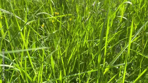 green grass background