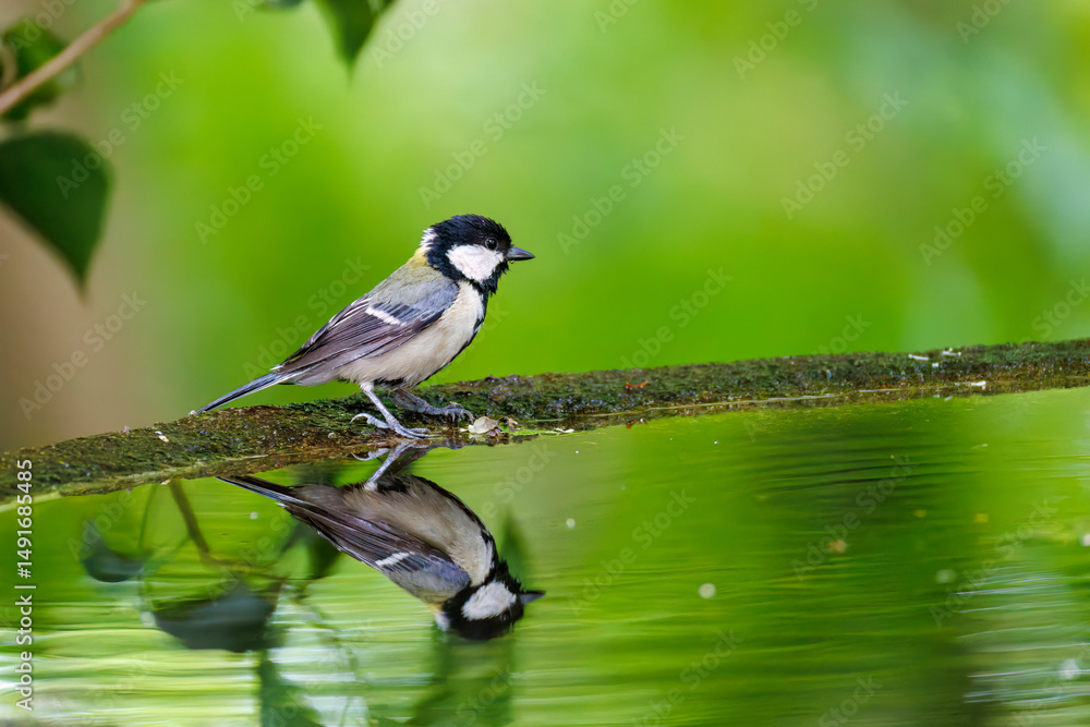 Fototapeta premium 泉で水浴びする可愛いシジュウカラ(シジュウカラ科)の幼鳥 英名学名:Japanese Tit (Parus minor) 秦野駅近くにある弘法山公園は、浅間山、権現山、弘法山を含む神奈川県立の自然公園。 山頂には野鳥の観察施設「バードサンクチュアリ」がある 神奈川県秦野市- 2025年