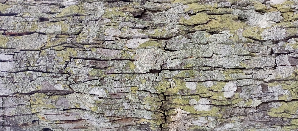 Fototapeta premium Close-up of Mossy Tree Bark Texture