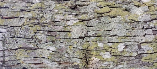 Close-up of Mossy Tree Bark Texture