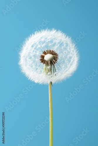 Wallpaper Mural Dandelion Seedhead Against Blue Background Torontodigital.ca